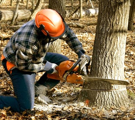 Tree Removal in Bay Saint Louis, MS